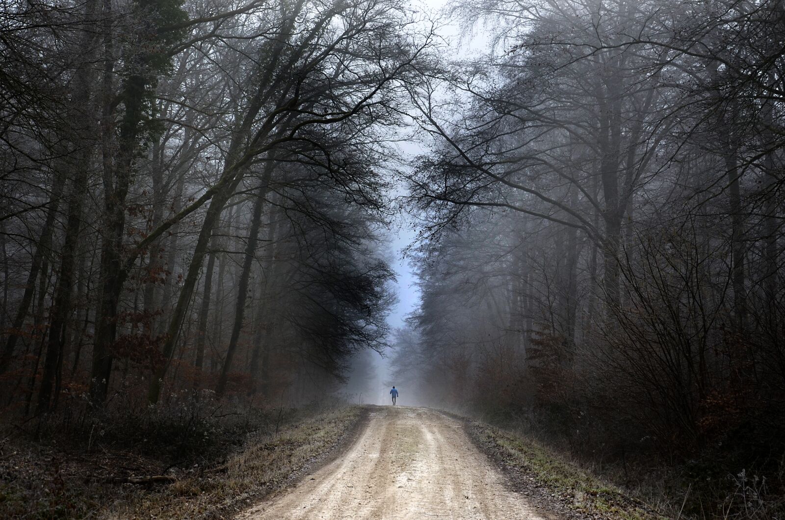 Nikon D5100 sample photo. Forest, jogging, nature photography