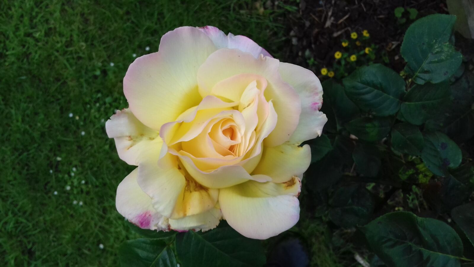 Samsung Galaxy J3(2016) sample photo. Scented, yellow, rose photography