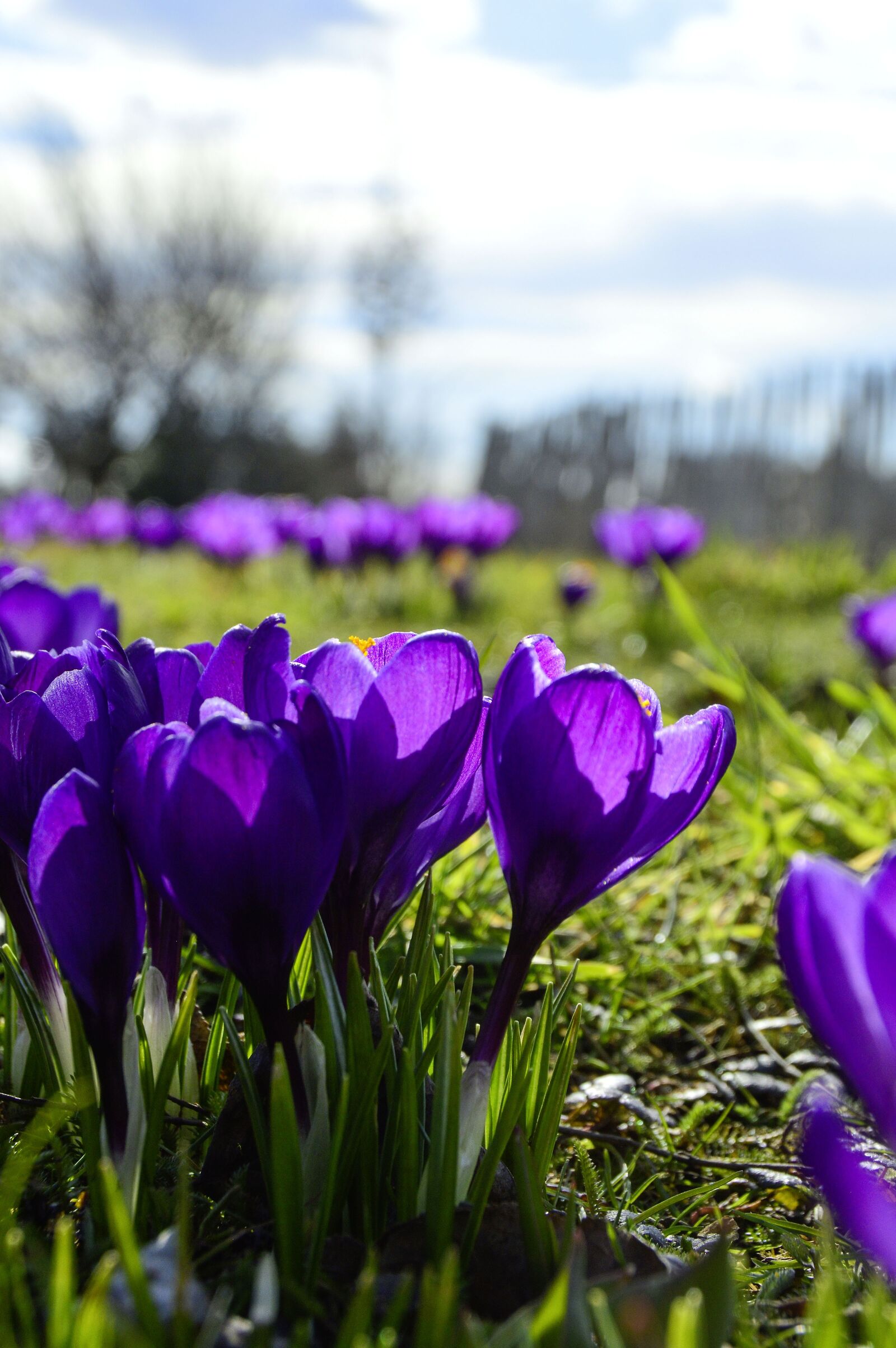 Nikon D3200 sample photo. Nature, flower, plant photography