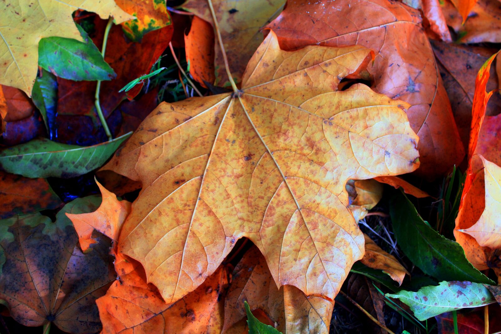 Canon EOS 450D (EOS Rebel XSi / EOS Kiss X2) sample photo. Autumn, nature, yellow photography