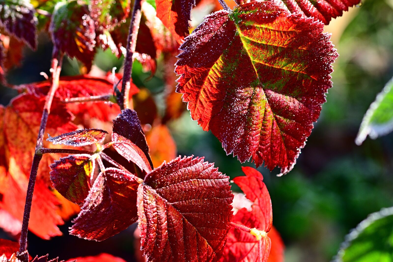 Nikon D5200 sample photo. Autumn, leaves, hoarfrost photography
