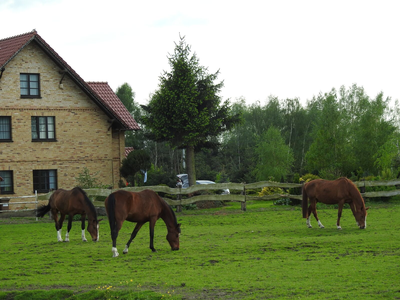 Nikon Coolpix P900 sample photo. Farm, lawn, horse photography