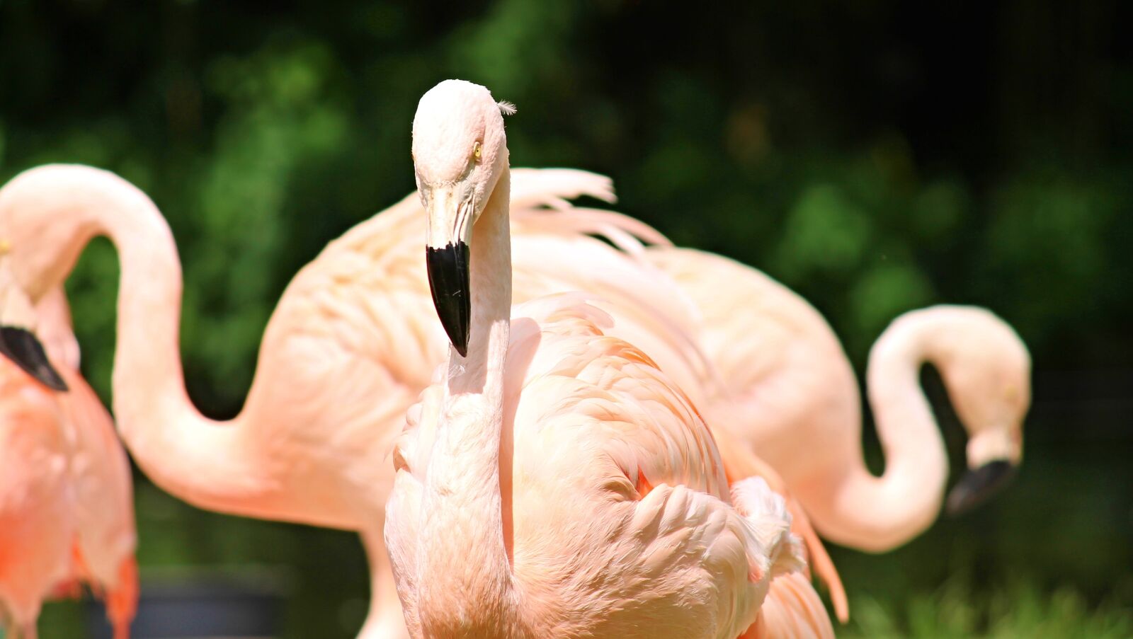Canon EOS 1100D (EOS Rebel T3 / EOS Kiss X50) sample photo. Flamingos, birds, pink photography