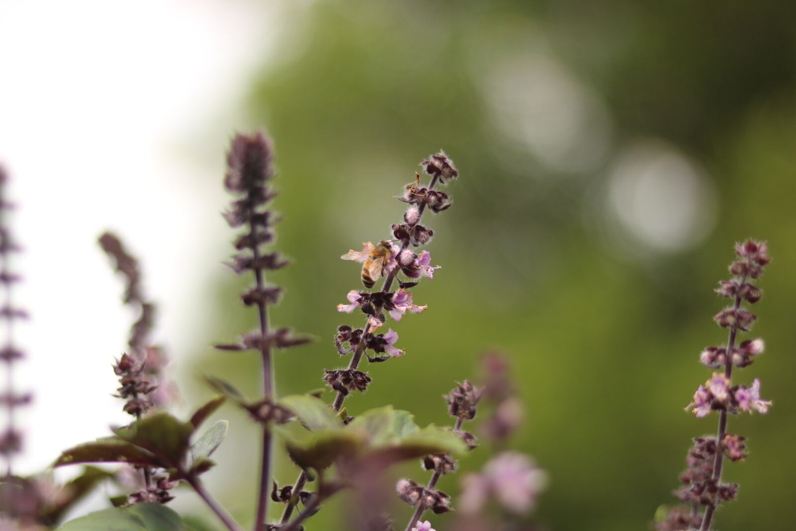 Canon EOS 750D (EOS Rebel T6i / EOS Kiss X8i) sample photo. Lavender, bee, plant photography