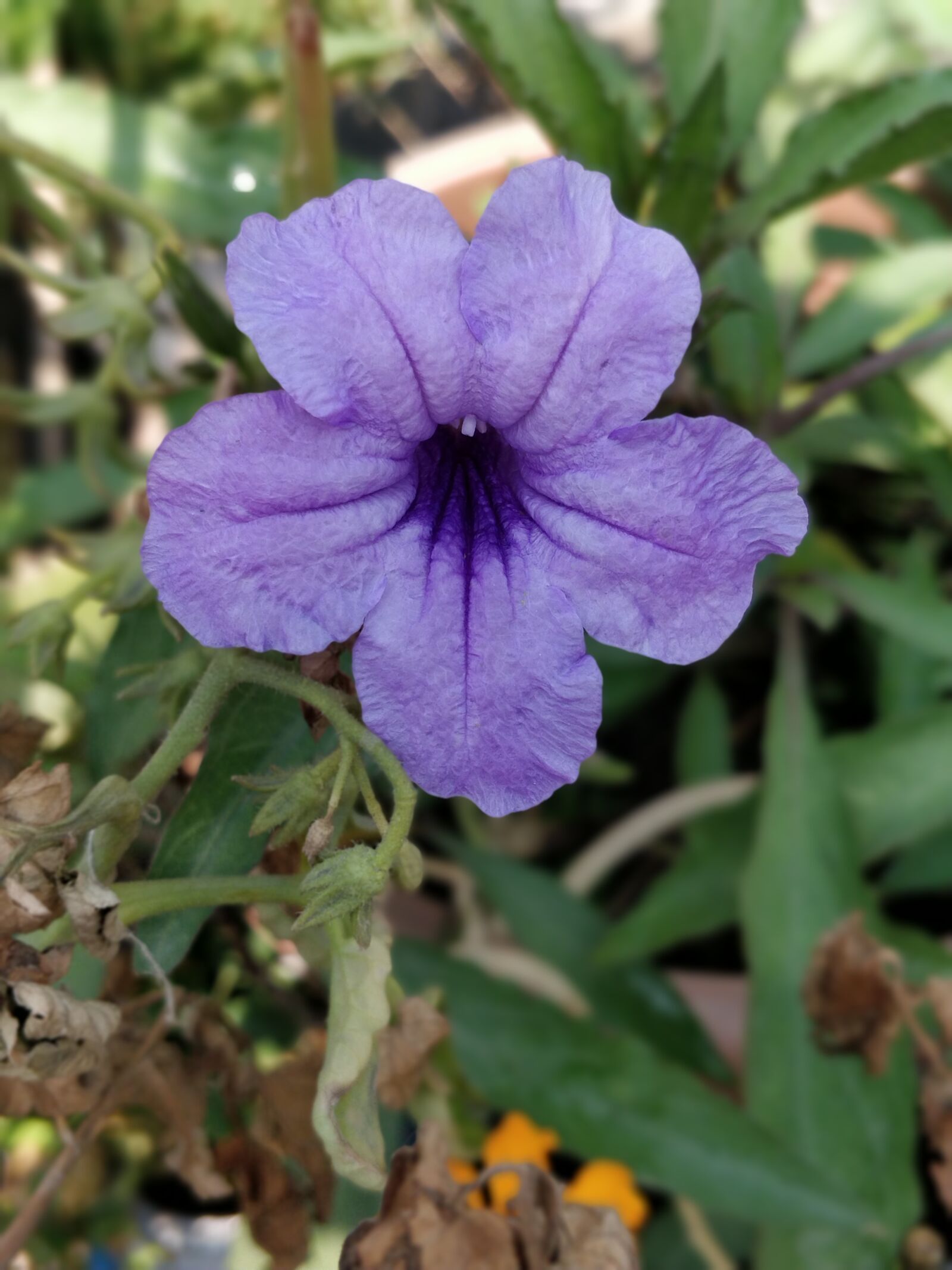 OnePlus 5 sample photo. Petunia, purple blue, flowers photography