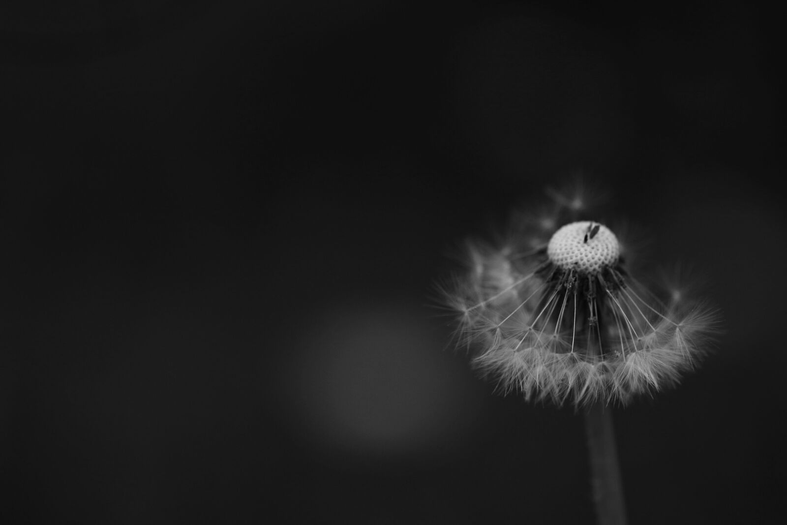 Canon EOS 7D Mark II sample photo. Flower, dandelion, spring flower photography