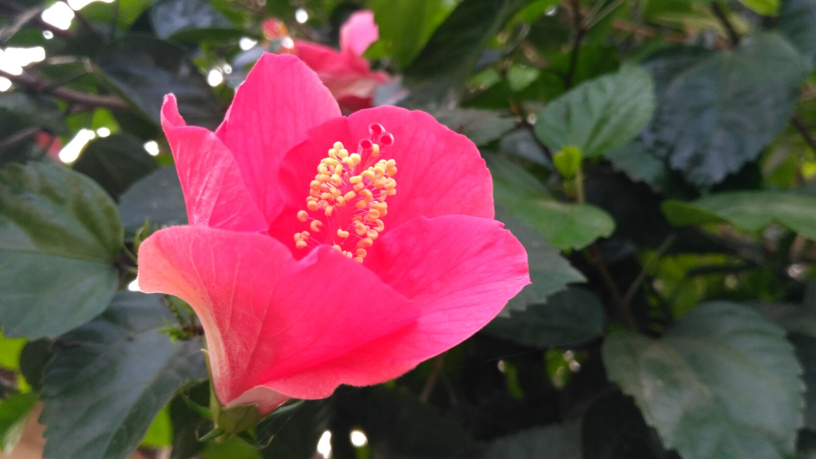 Xiaomi Redmi 3S sample photo. Beautiful, flowers, flower, flower photography