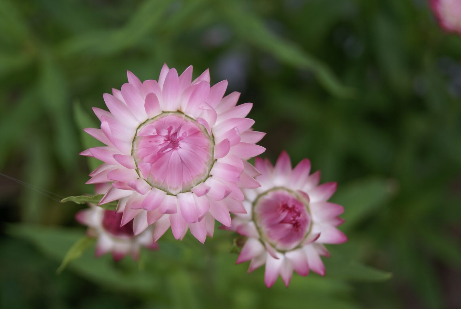 Sony Alpha DSLR-A100 sample photo. Garden, flower, plant photography