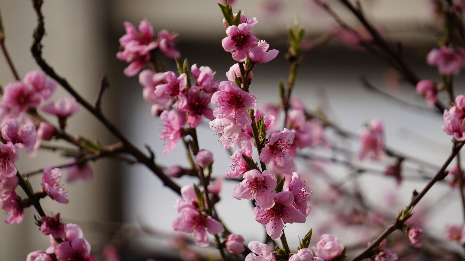 Sony Alpha NEX-3N sample photo. Cherry, flowers, spring photography