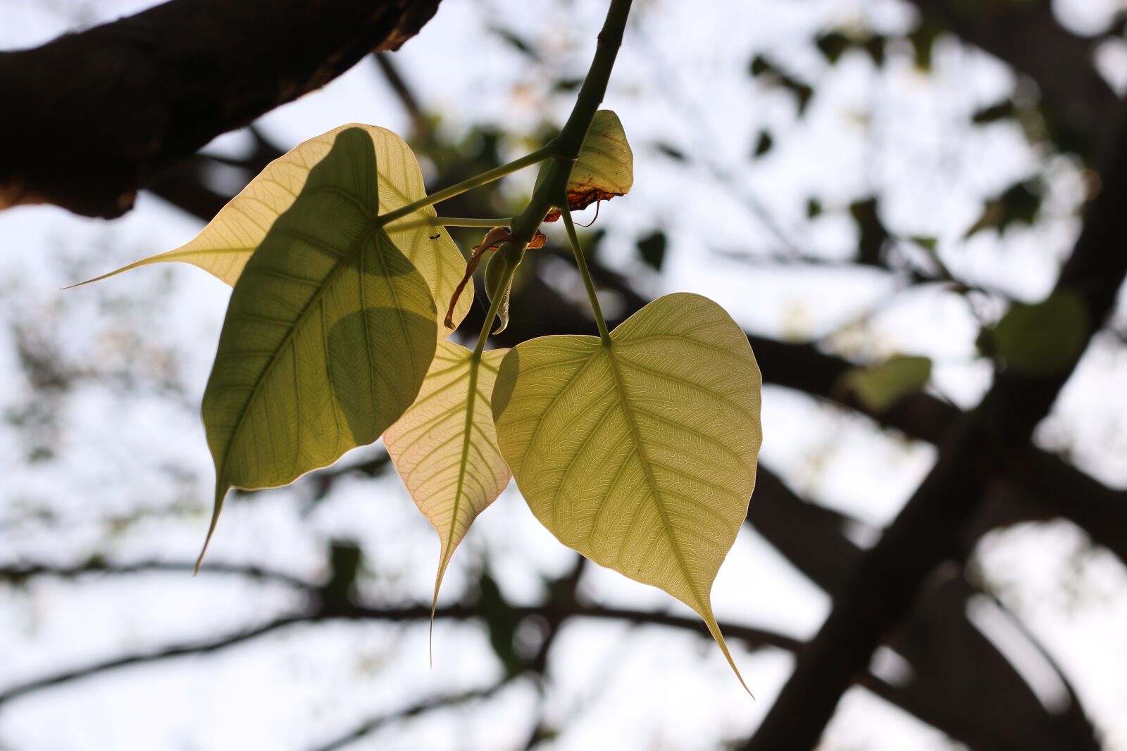 Canon EOS 70D + Canon EF 50mm F1.8 STM sample photo. Green, trees, nature photography