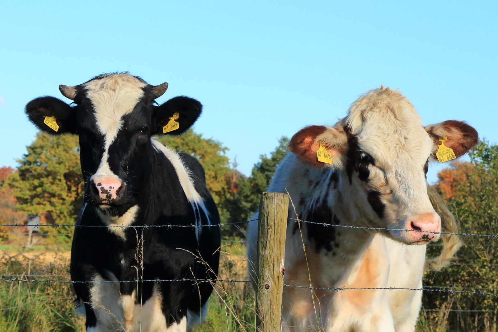 Canon EF-S 55-250mm F4-5.6 IS II sample photo. Cow, cows, pasture photography