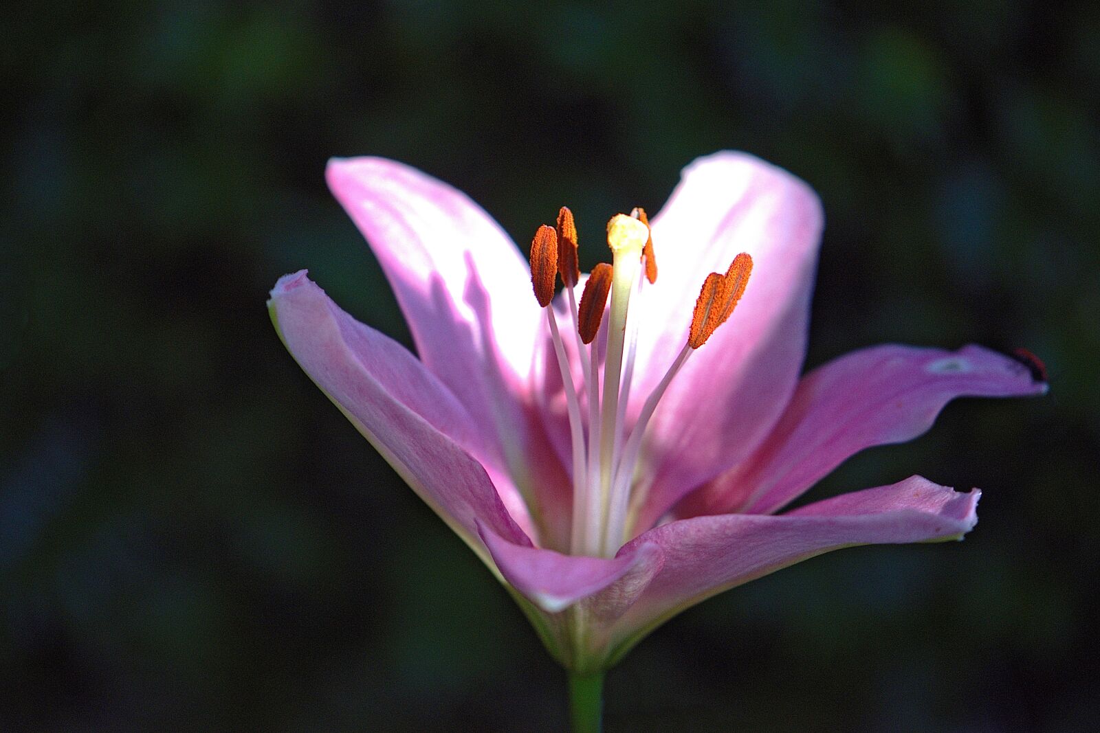 Nikon D5600 sample photo. Blossom, bloom, lily photography