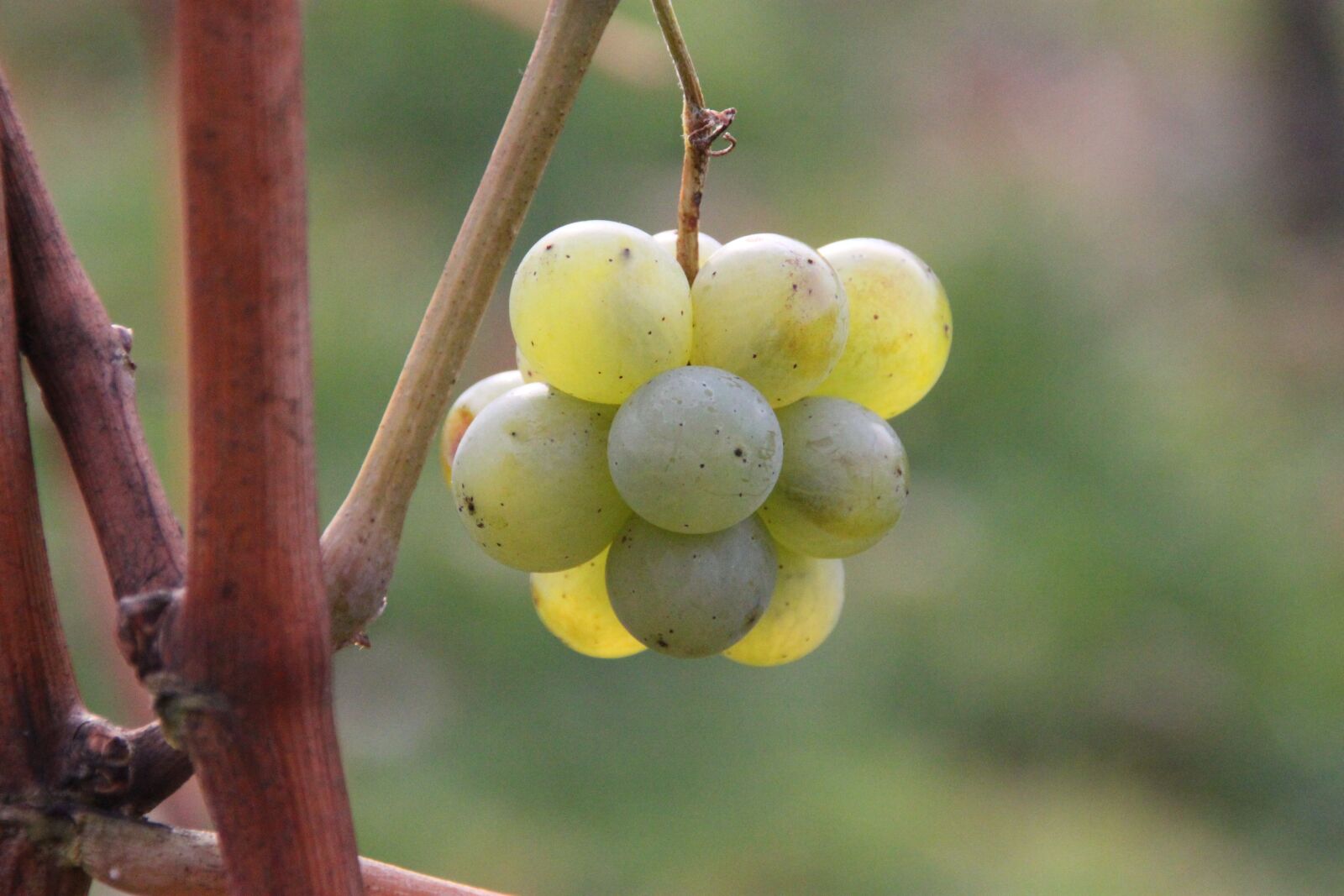 Canon EOS 500D (EOS Rebel T1i / EOS Kiss X3) sample photo. Grapes, chardonnay, nature photography