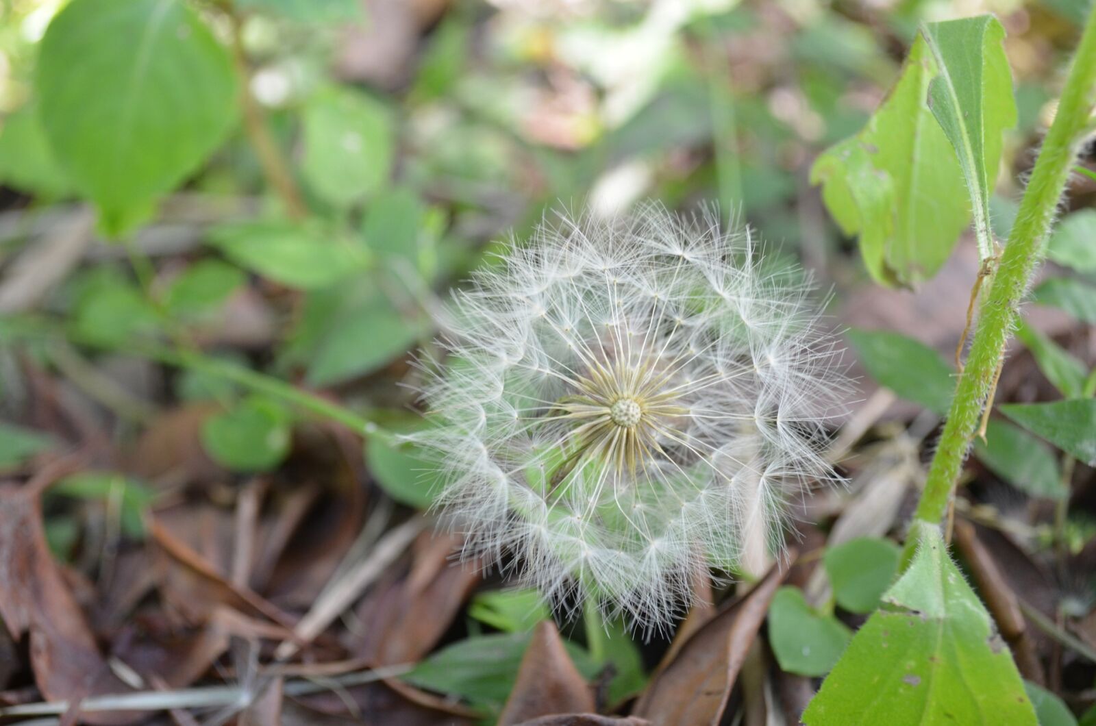 Nikon D5100 sample photo. Dandelion, floral, plant photography