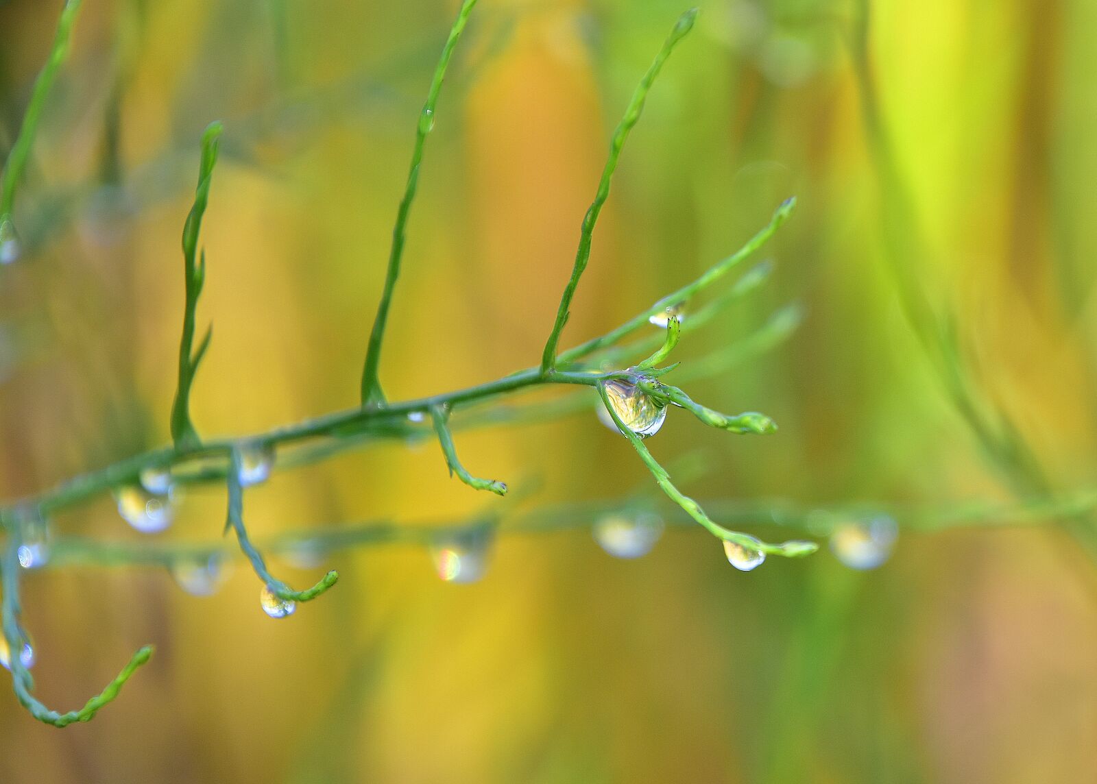 Nikon D7200 sample photo. Plants, branches, water photography