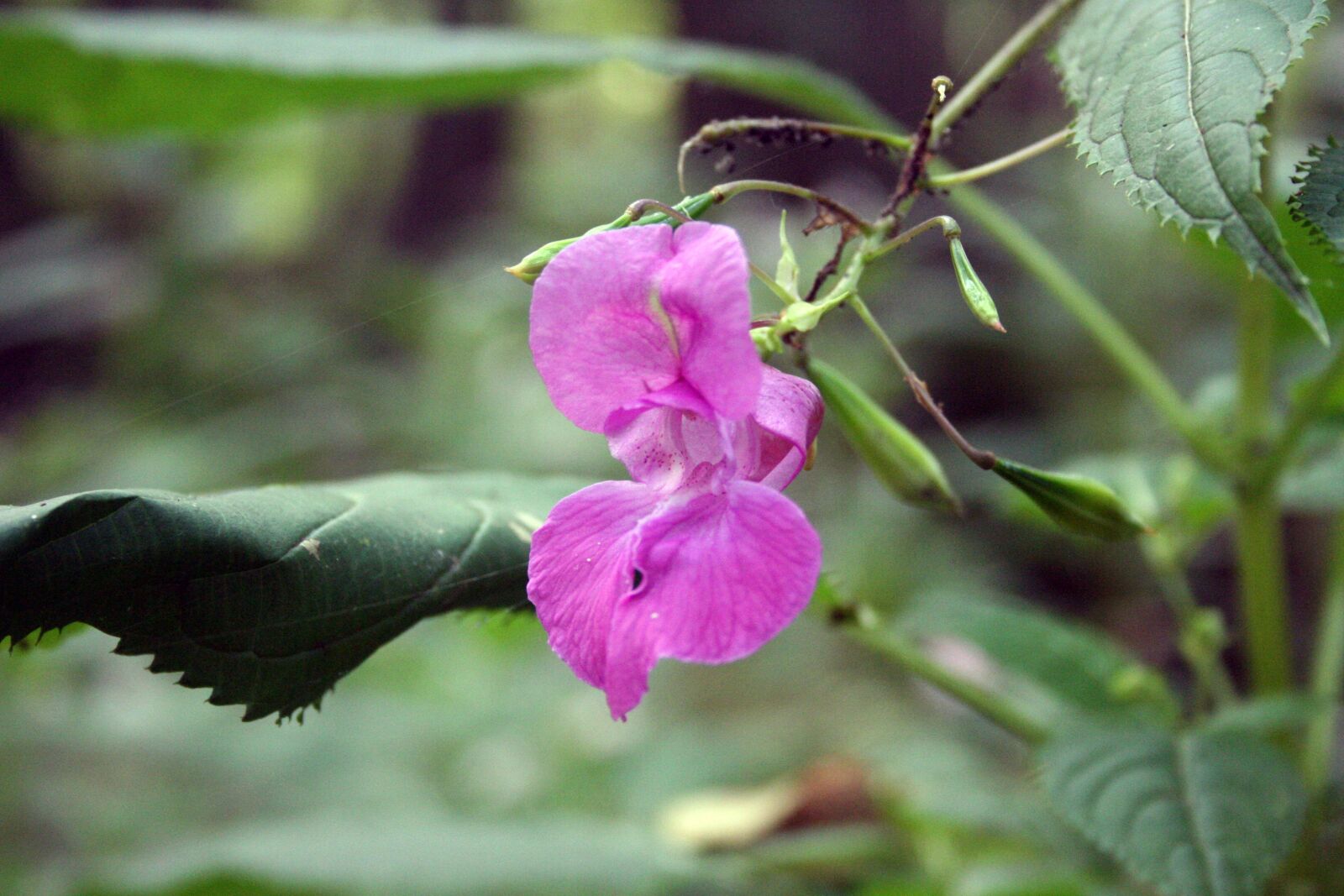 Canon EOS 350D (EOS Digital Rebel XT / EOS Kiss Digital N) sample photo. Balsam, pink, indian springkraut photography