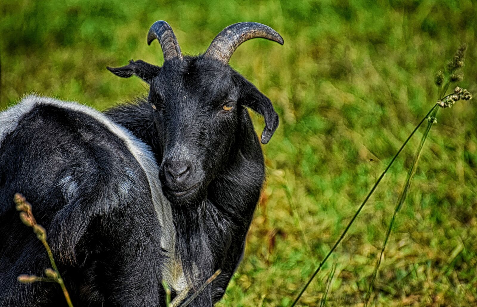 Nikon D7200 sample photo. Goat, billy goat, horns photography