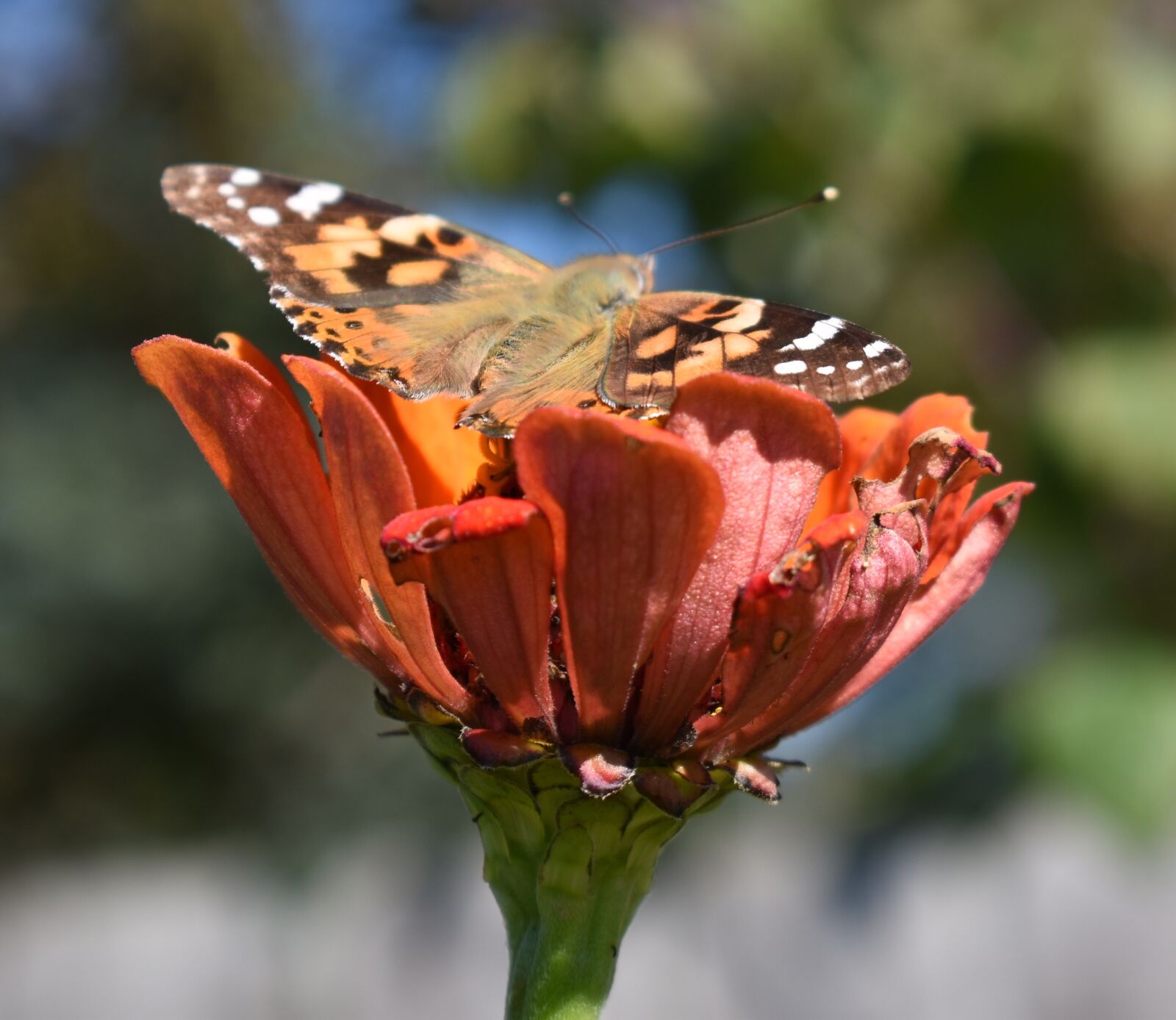 Nikon D5500 sample photo. Flower, butterfly, painted lady photography