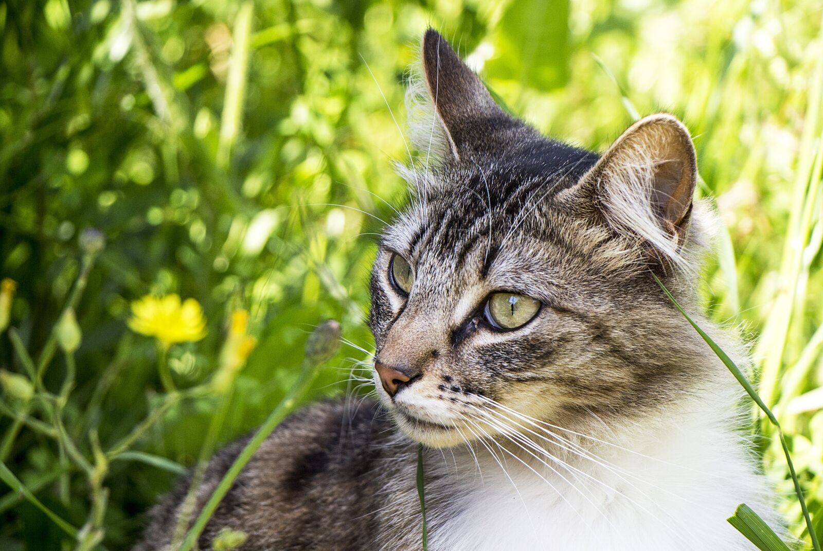 Canon EOS 700D (EOS Rebel T5i / EOS Kiss X7i) sample photo. Cat, nature, animals photography