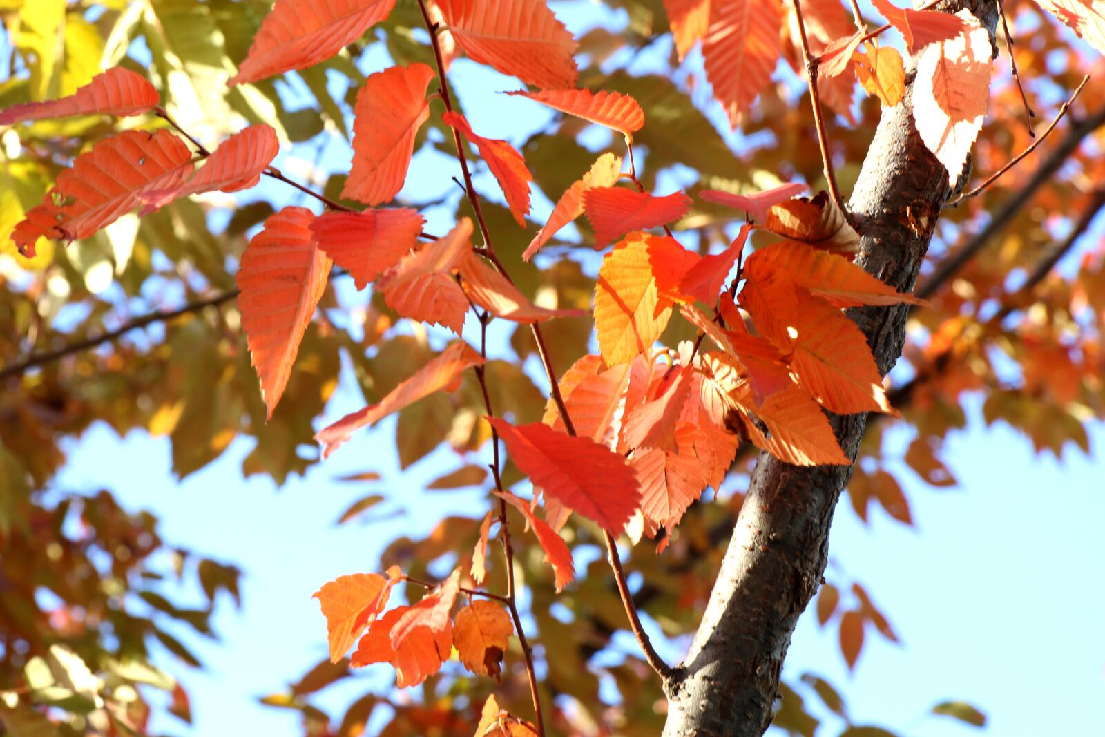 Canon EOS 70D + Sigma 12-24mm f/4.5-5.6 EX DG ASPHERICAL HSM + 1.4x sample photo. Autumn, autumn leaves, wood photography