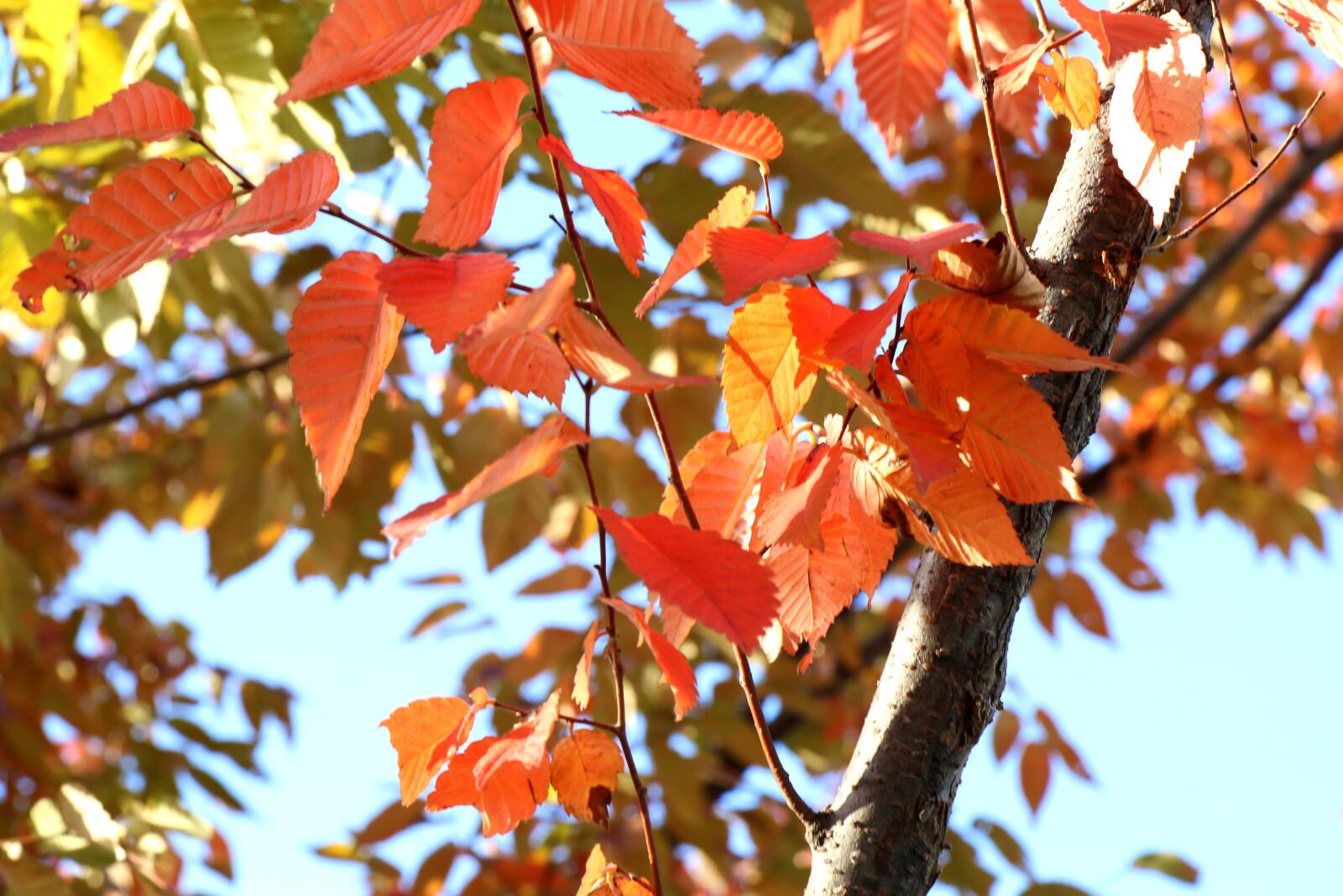 Canon EOS 70D sample photo. Autumn, autumn leaves, wood photography