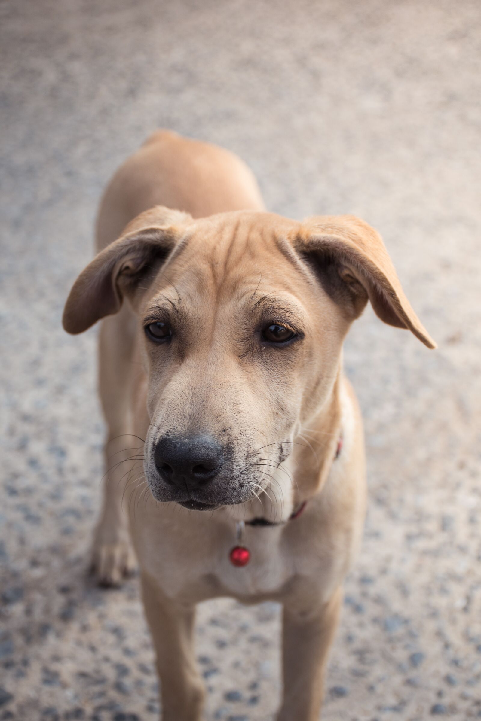 Nikon D5500 sample photo. Dog, smiling dog, happy photography