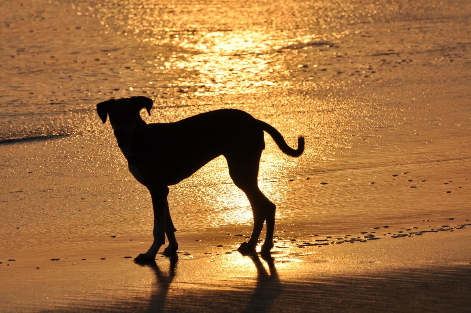 Nikon D90 sample photo. Dog, sunset, beach photography