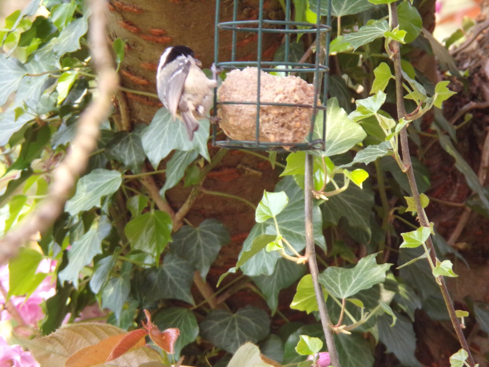 JK KODAK PIXPRO AZ421 sample photo. Bird, feeder, wildlife photography
