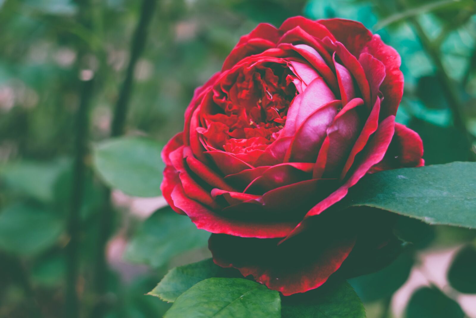 Canon EOS M sample photo. Rose, flower, romantic photography