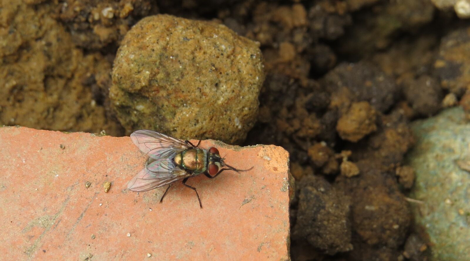Canon PowerShot SX50 HS sample photo. Insects, nature, fly photography