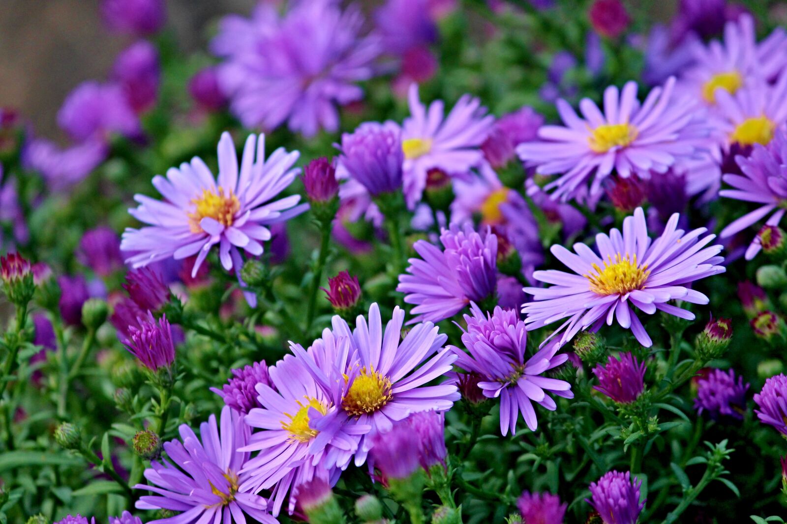 Canon EOS 1100D (EOS Rebel T3 / EOS Kiss X50) sample photo. Herbstastern, asters, autumn photography