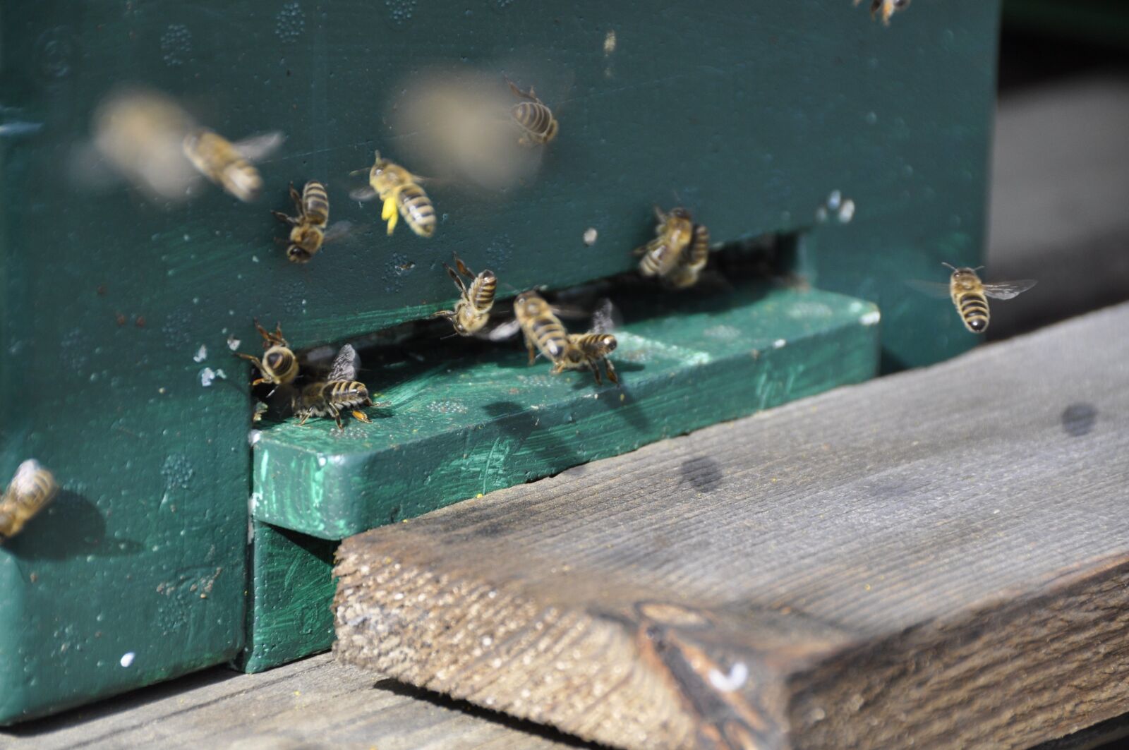 Nikon D90 sample photo. Bees, flight, beehive photography