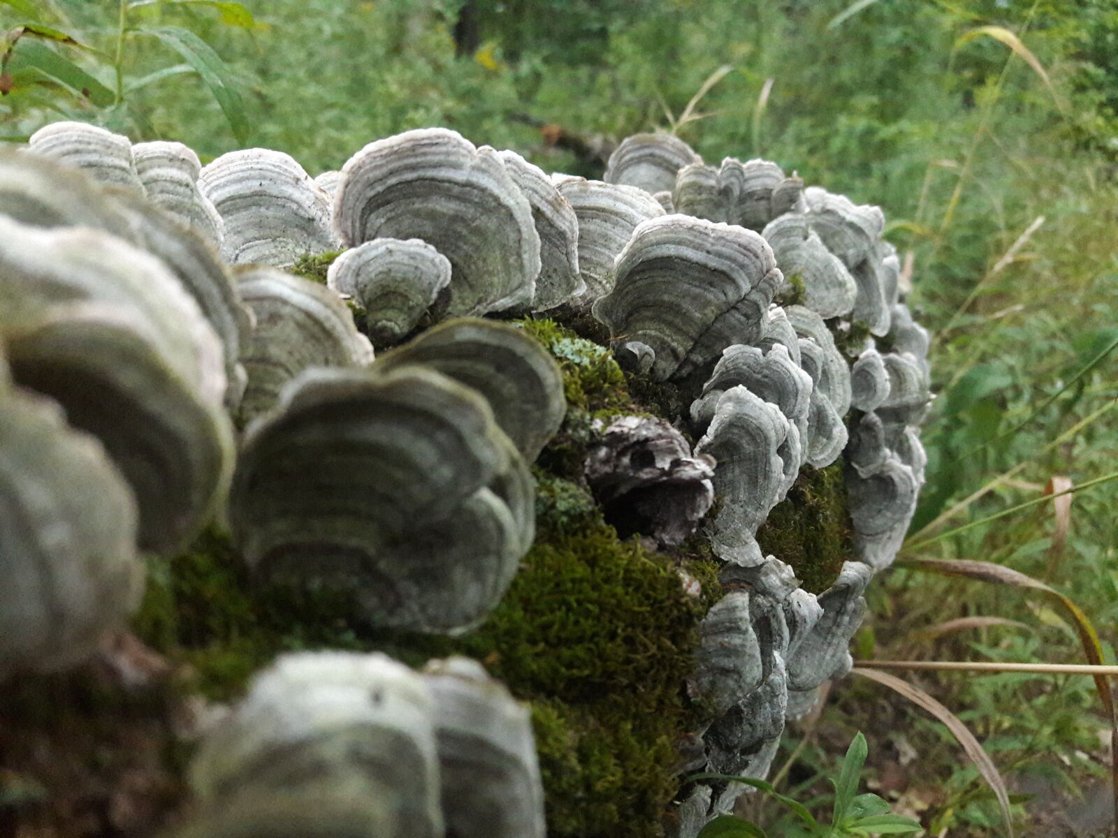 Samsung Galaxy J8 sample photo. Fungus, forest, mushroom photography