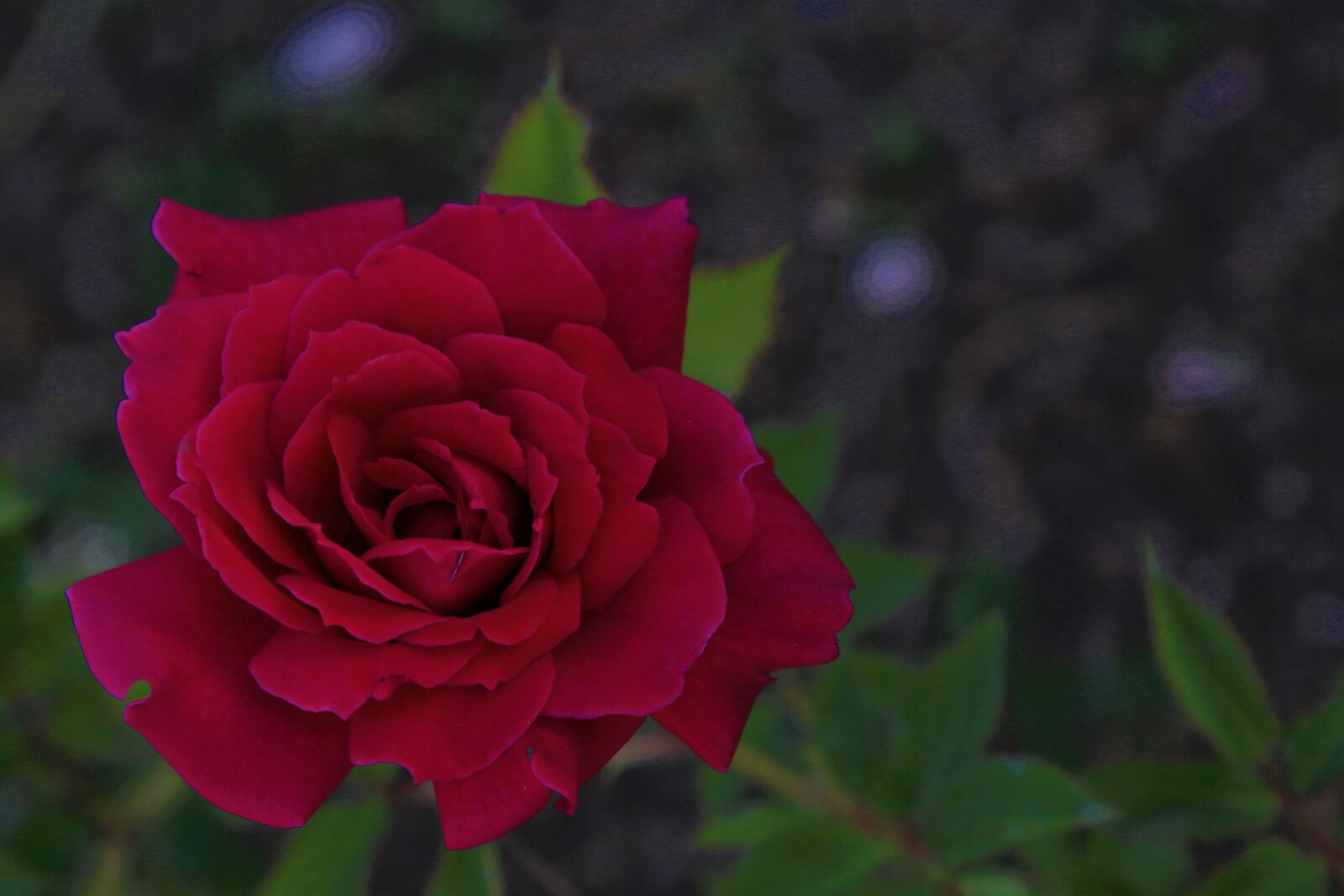 Canon EF 24-105mm F4L IS USM sample photo. Rose, spring, pink photography