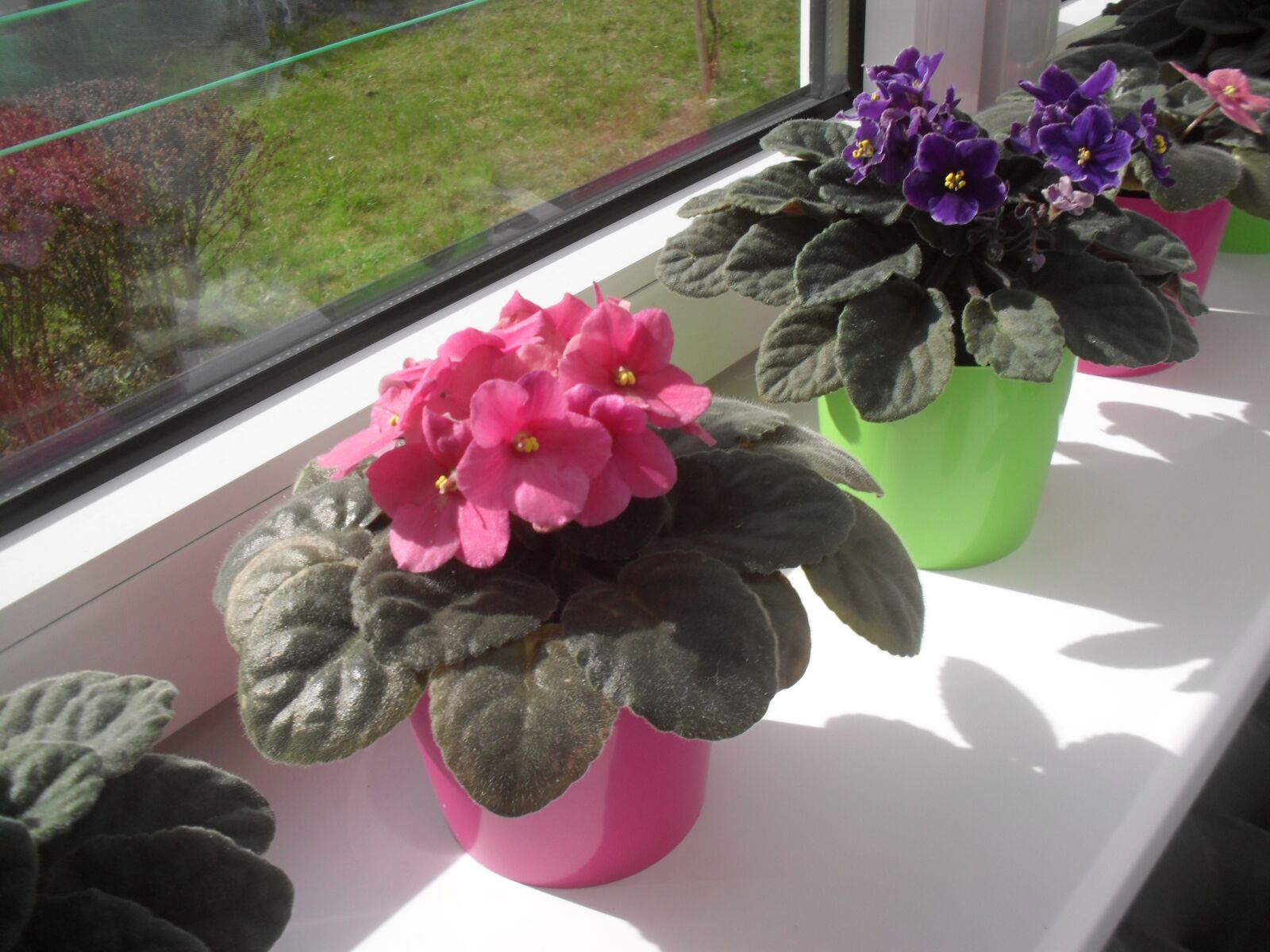 Samsung ES60 / VLUU ES60 /  SL105 /  ES63 sample photo. Window sill, flower pot photography