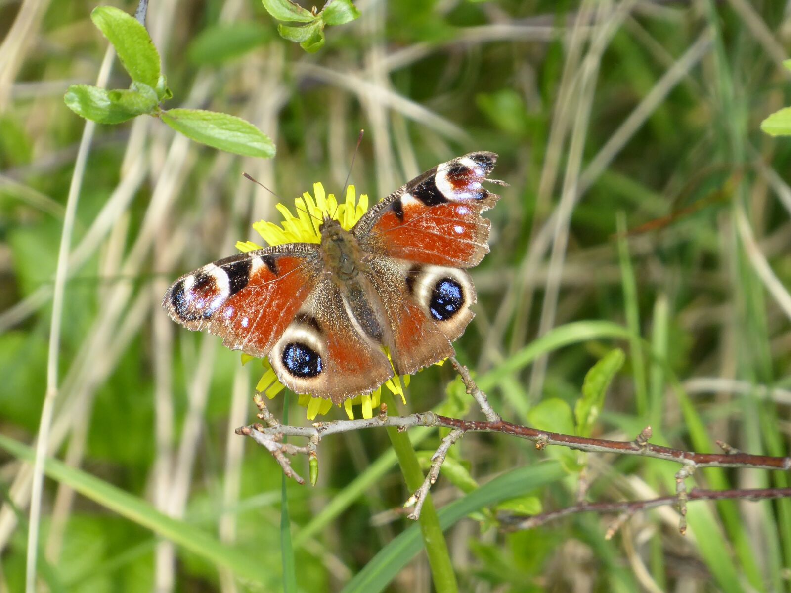 Panasonic Lumix DMC-ZS50 (Lumix DMC-TZ70) sample photo. Nature, insect, animals photography