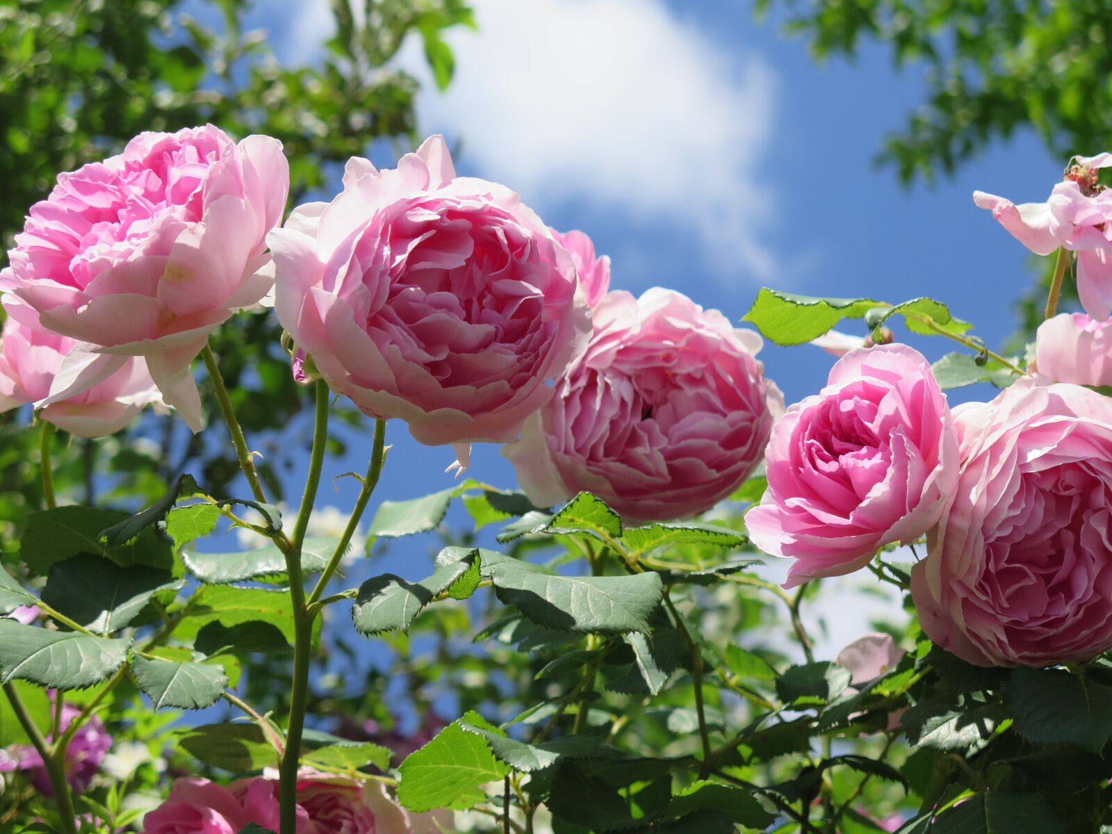 Canon PowerShot G16 sample photo. Sky, roses, garden roses photography