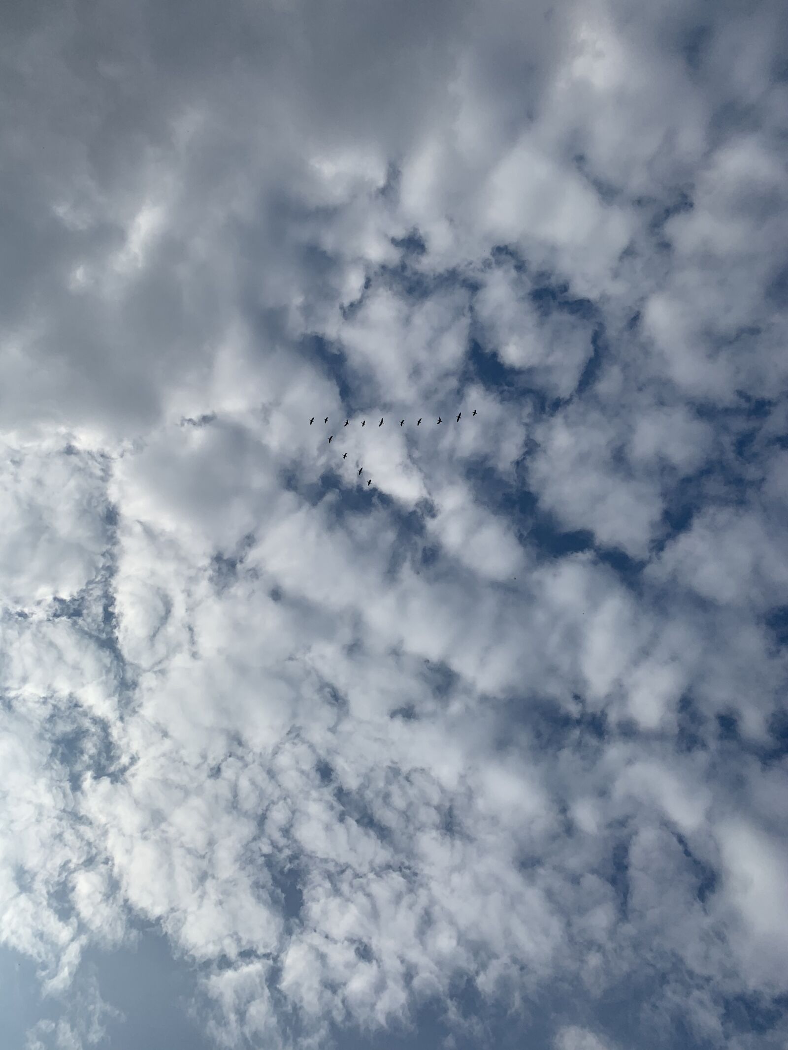 iPhone XS back dual camera 4.25mm f/1.8 sample photo. Israel, birds, crane photography