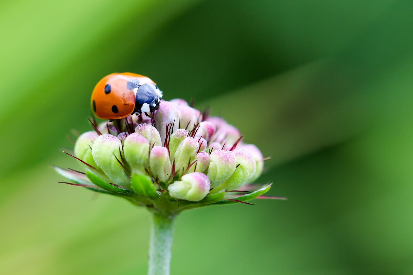 Canon EOS 700D (EOS Rebel T5i / EOS Kiss X7i) sample photo. Ladybug, coccinellidae, siebenpunkt photography