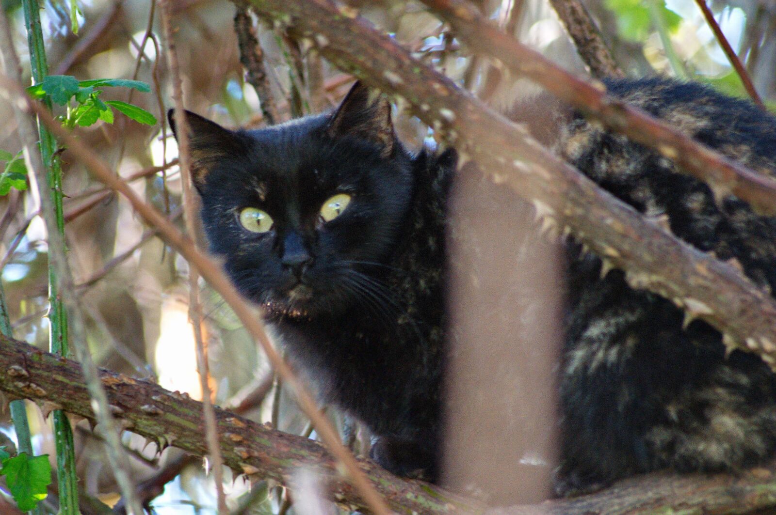 Nikon D5000 sample photo. Cat, felis, street photography