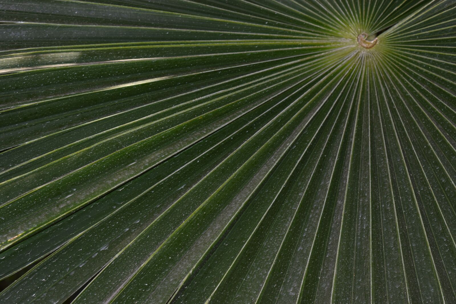 Nikon D3300 sample photo. Fan palm, palm, pattern photography