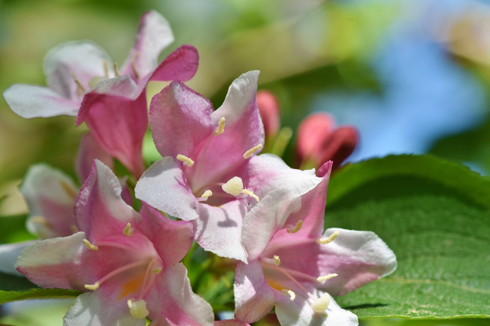 Nikon D7200 sample photo. Jasmin, jasmine flower, mock photography