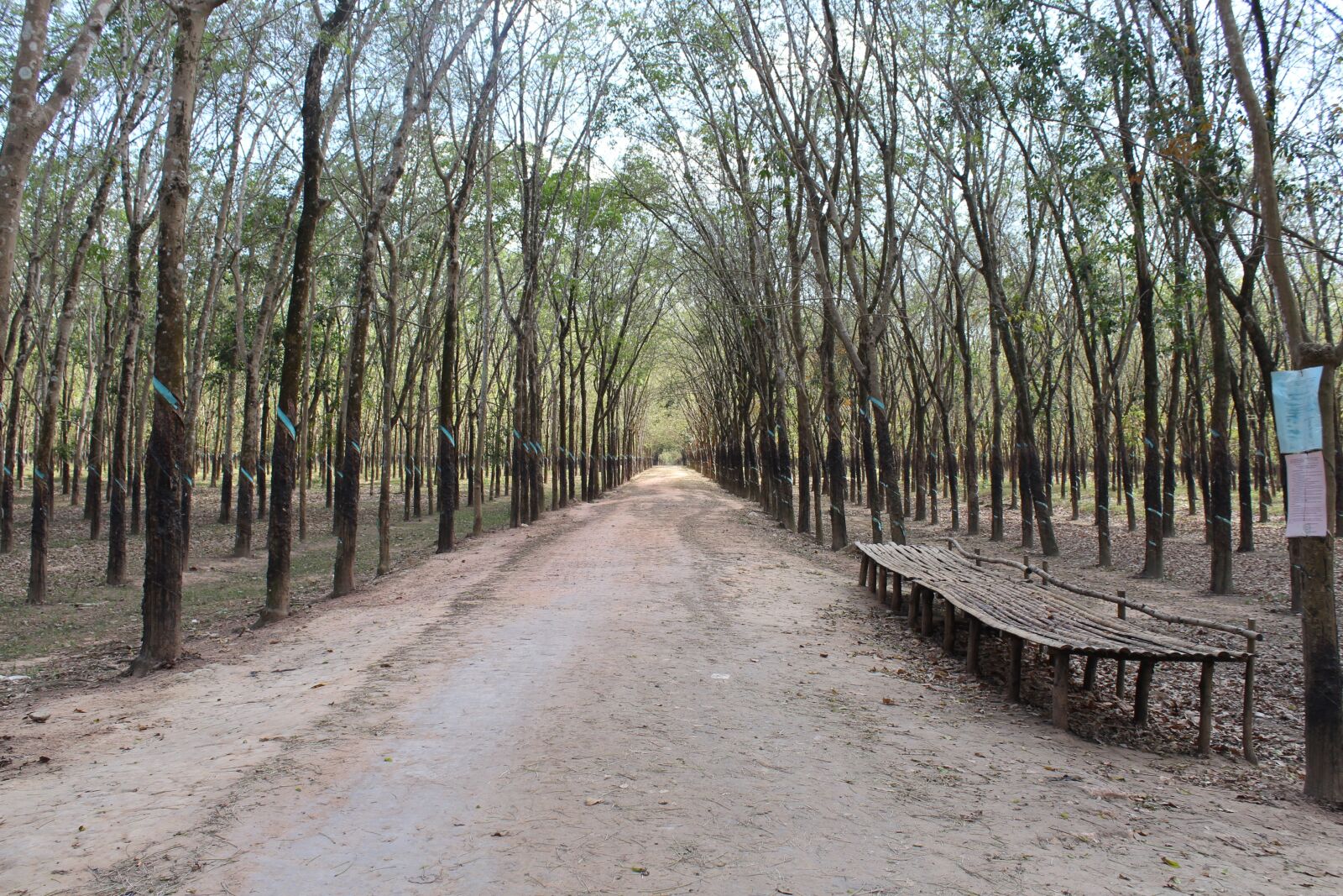 Canon EOS 1300D (EOS Rebel T6 / EOS Kiss X80) sample photo. Vietnam, asia, forest photography