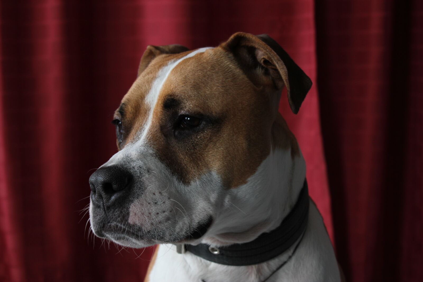 Canon EOS 550D (EOS Rebel T2i / EOS Kiss X4) sample photo. Pitbull, amstaff, dog photography