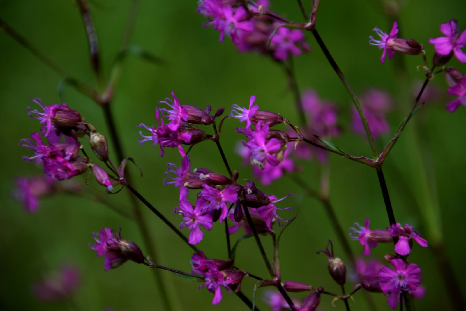 Nikon D5300 sample photo. Kwiat, las, flower photography