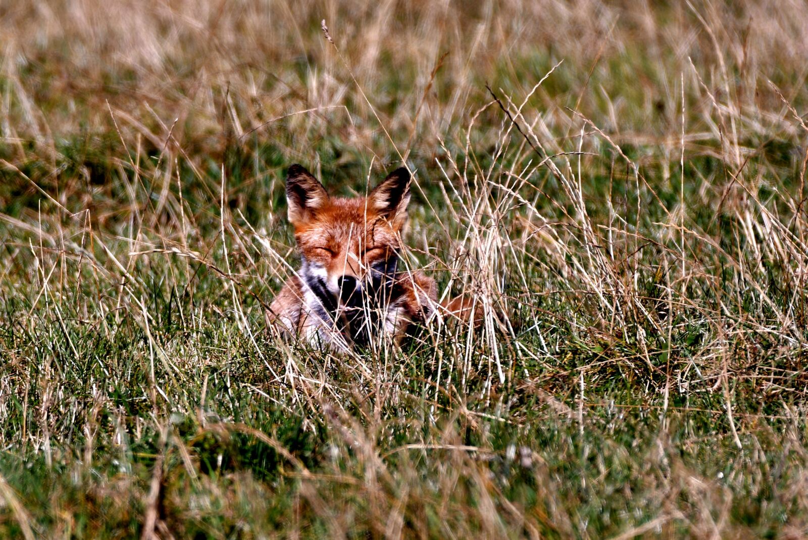 Nikon D500 sample photo. Fox, predator, wild photography