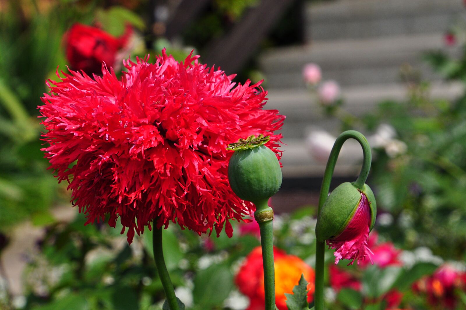 Nikon D5000 sample photo. Summer, flowers, poppies photography