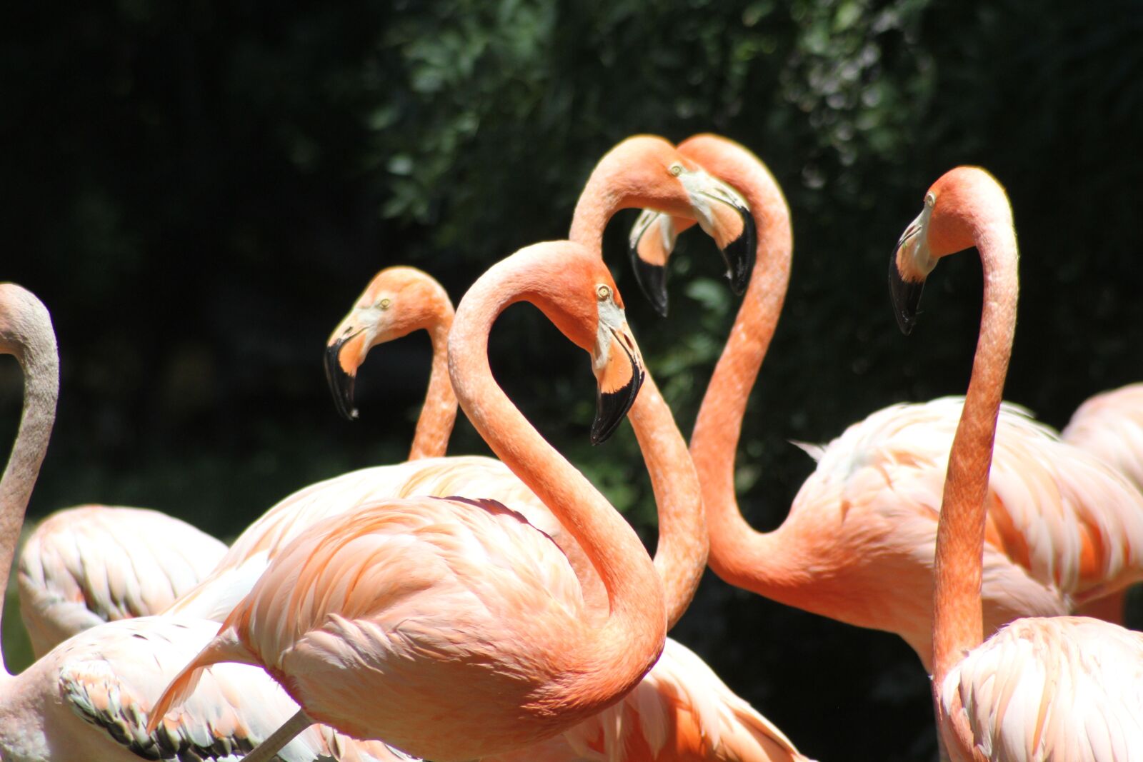 Canon EOS 7D sample photo. Flamencos, rosas, aves photography
