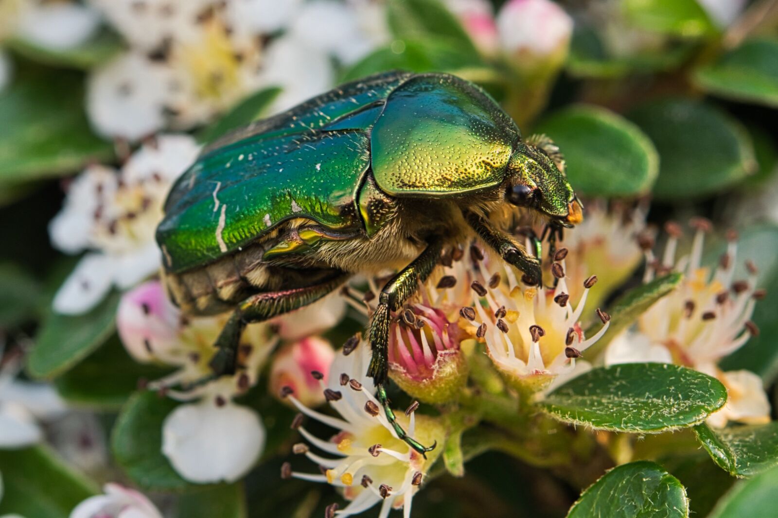 Nikon D5300 sample photo. Rose beetle, beetle, insect photography