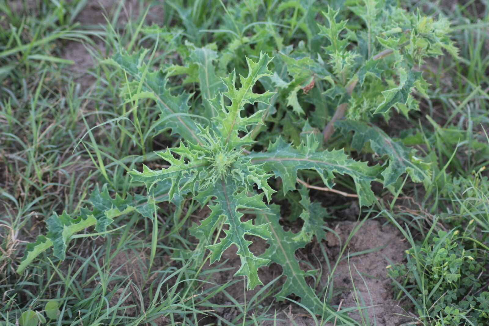 Canon EOS 60D sample photo. Nettle, green, plant photography